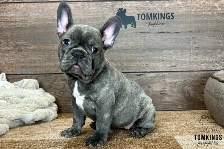 Blue brindle French Bulldog puppy sitting in front of a wooden TomKings Puppies backdrop.
