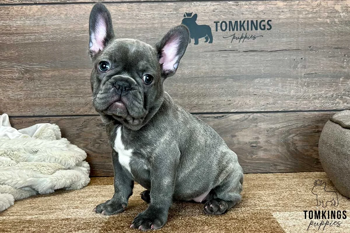 Blue brindle French Bulldog puppy sitting in front of a wooden TomKings Puppies backdrop.