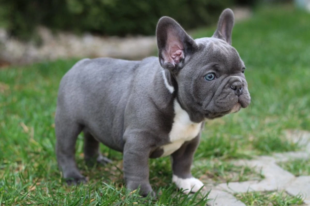 Blue French Bulldog puppy standing outdoors on grass.