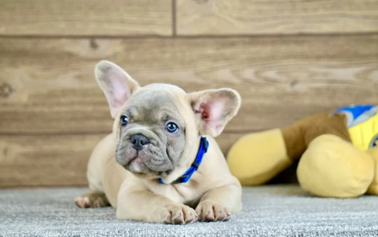 A blue fawn French Bulldog puppy lying on a gray carpet indoors with a blue collar.