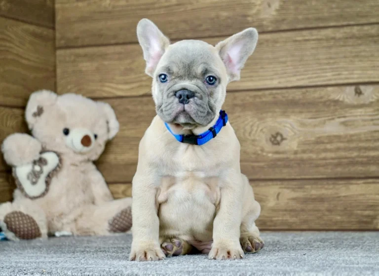 A blue fawn French Bulldog puppy sitting indoors wearing a blue collar.