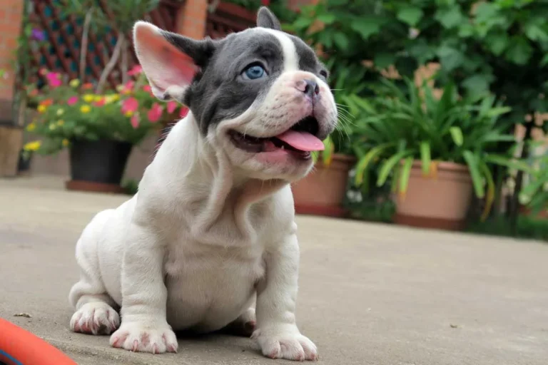 A blue pied French Bulldog puppy sitting outdoors with its tongue out.