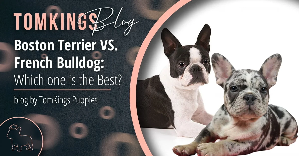 TomKings Blog banner comparing Boston Terrier and French Bulldog