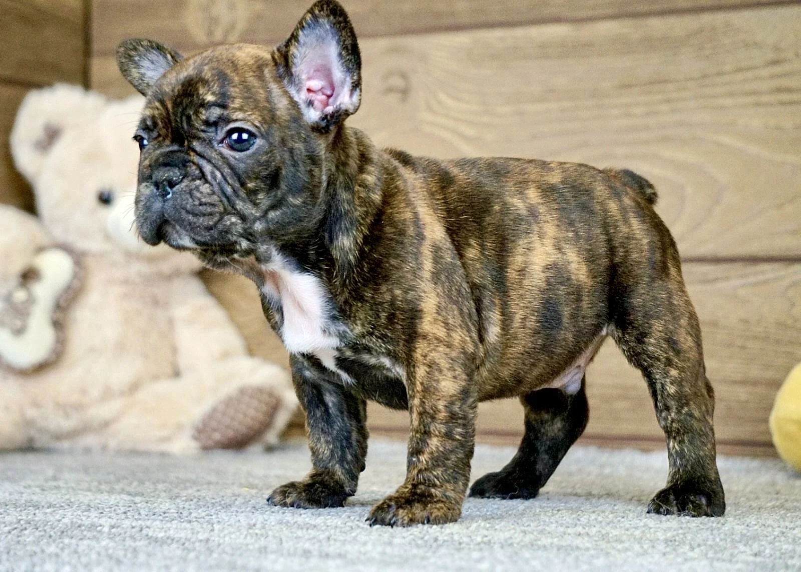 A dark brindle French Bulldog puppy standing indoors on a gray carpet.