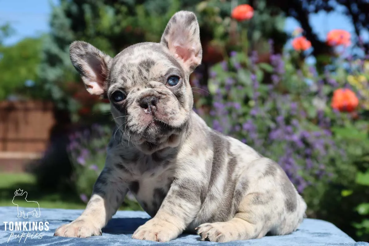 Merle French Bulldog puppy Brooklyn sitting outdoors near flowers