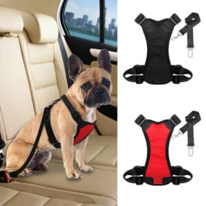 How to carry your Frenchie in your car? - TomKings Blog