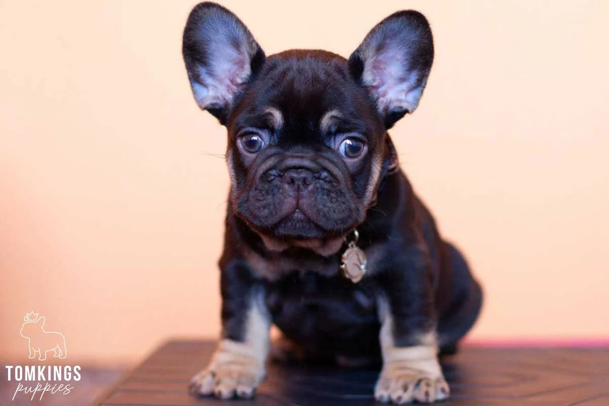 Chocolate and tan French Bulldog puppy sitting indoors