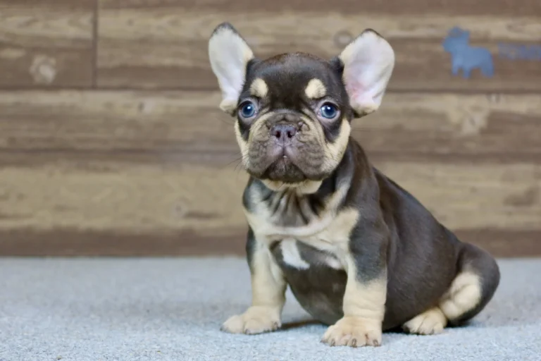 A chocolate and tan French Bulldog puppy sitting indoors.