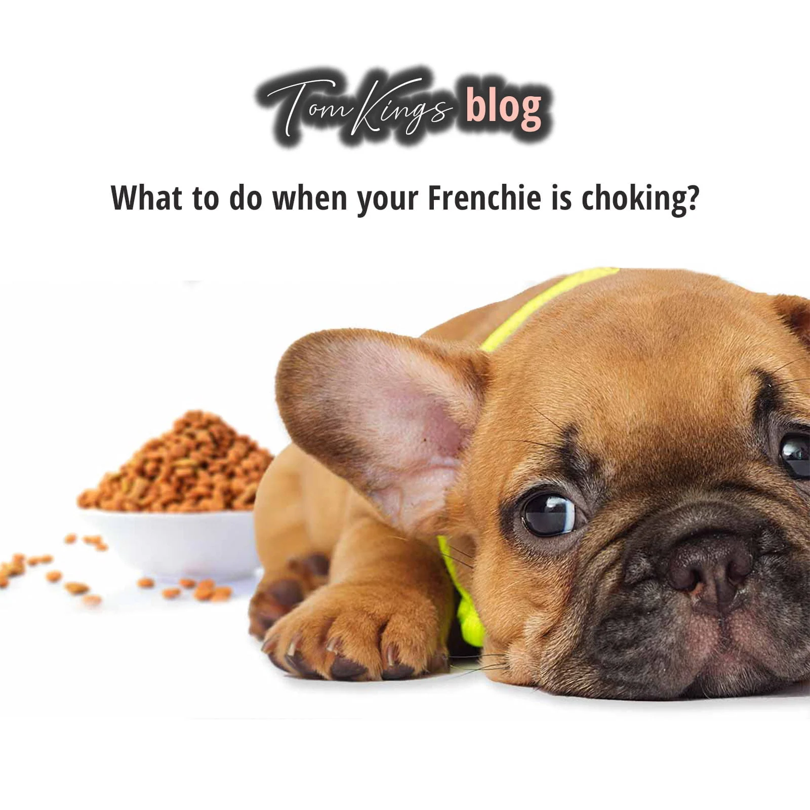 TomKings blog banner asking what to do when your Frenchie is choking, with a fawn puppy lying beside a bowl of kibble