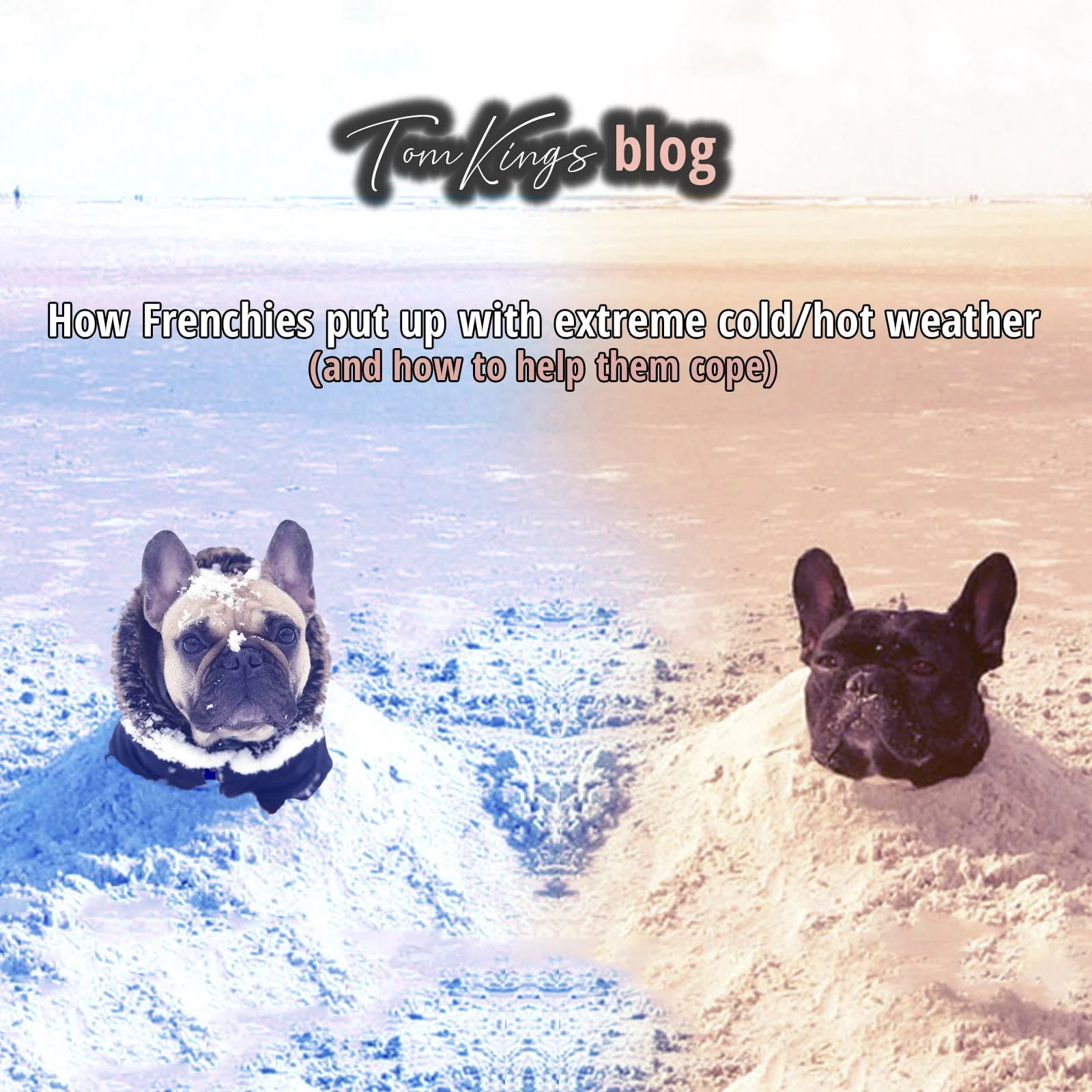 TomKings blog banner on Frenchies in extreme weather, split image of a dog's head in snow and another in warm sand