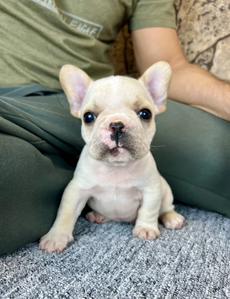 A cream French Bulldog puppy sitting on a person's lap indoors.