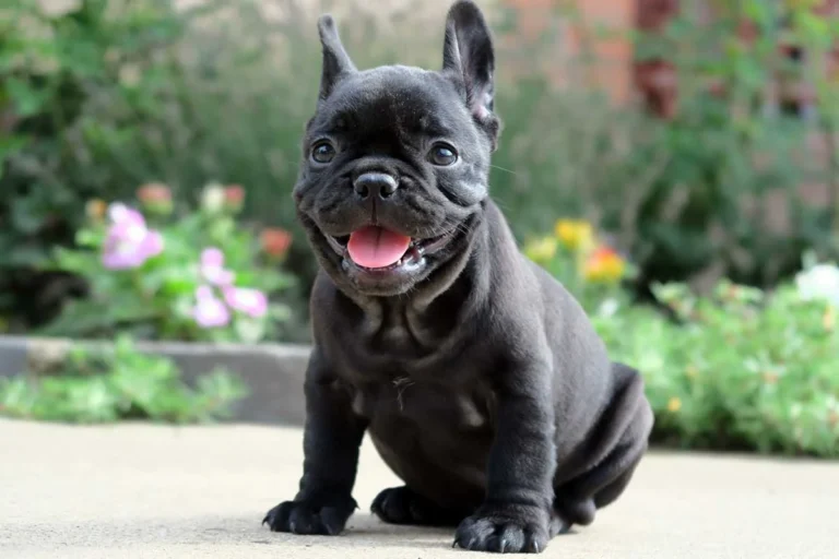 Two Beige French Bulldog puppies sitting on an outdoor couch.