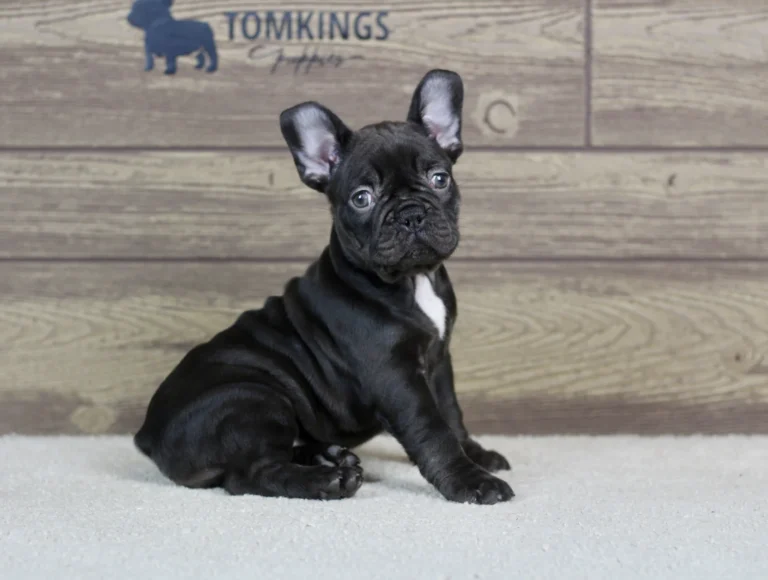 A dark brown French Bulldog puppy sitting on a white blanket indoors.