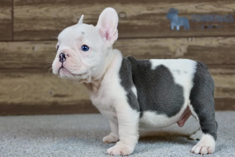 A blue pied French Bulldog puppy standing indoors on a gray carpet.