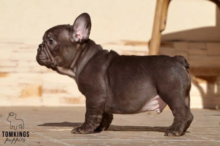 A dark brown French Bulldog puppy standing in profile outdoors.