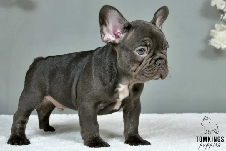 A dark brown French Bulldog puppy standing on a white blanket indoors.
