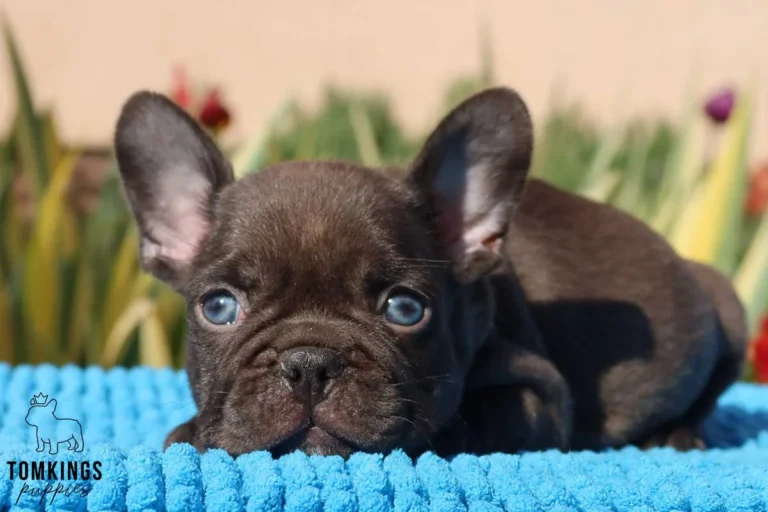 A dark brown French Bulldog puppy lying on a bright blue blanket outdoors.