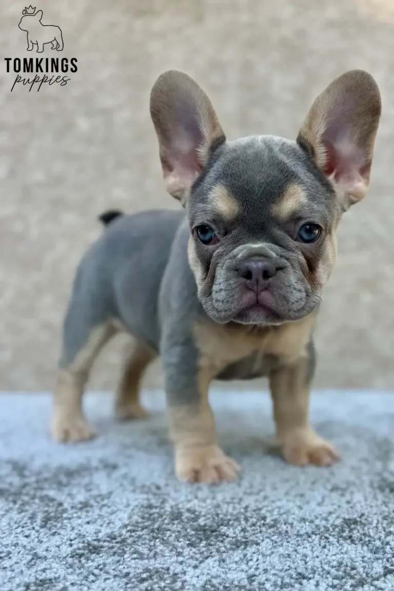 A blue and tan female French Bulldog puppy standing on a gray surface and facing the camera.