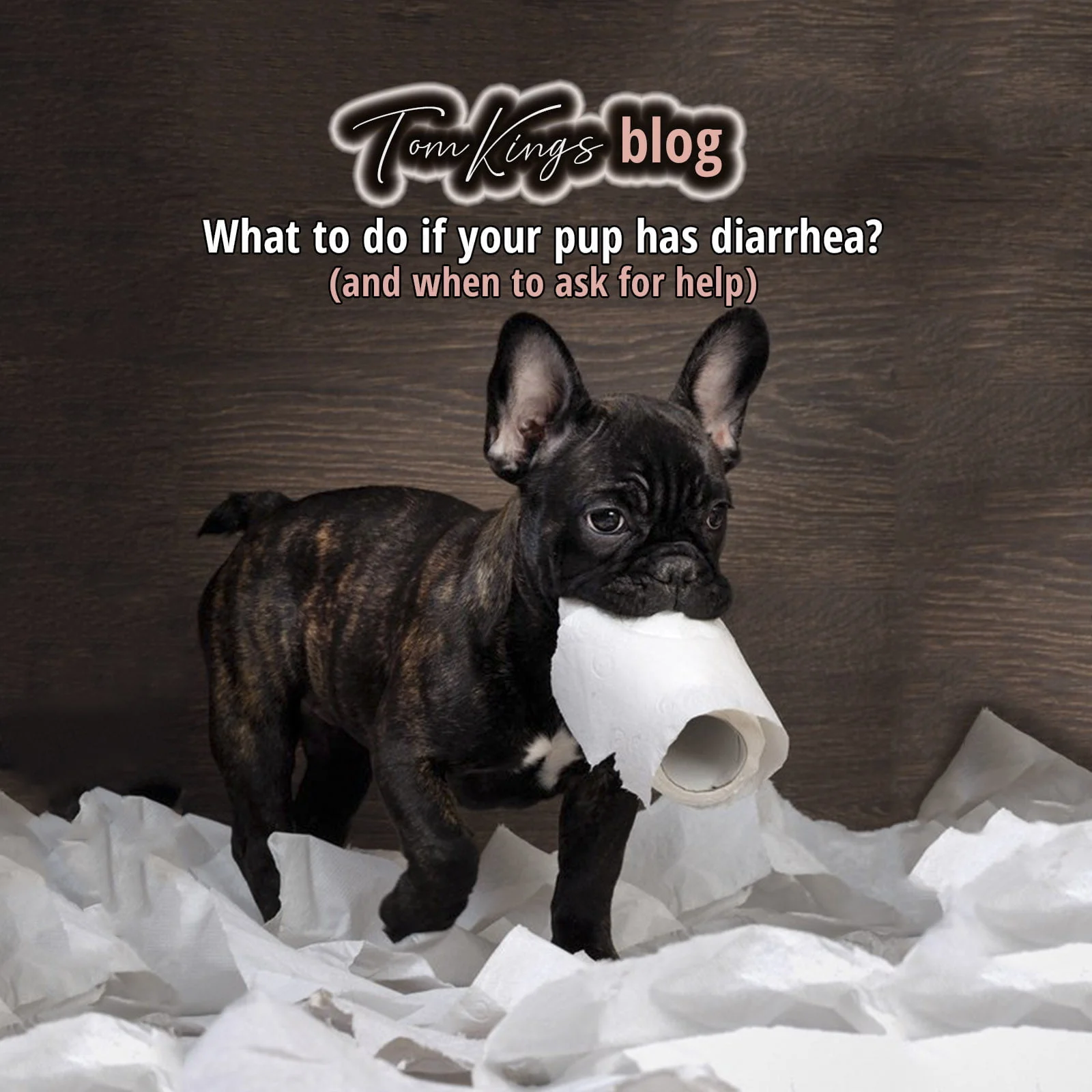 TomKings blog banner about pup diarrhea, with a brindle puppy standing on shredded toilet paper holding a paper towel roll