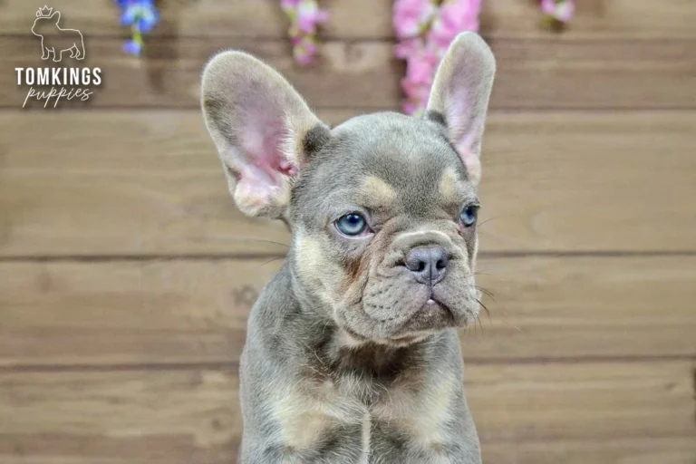 Dinah, a lilac and tan French Bulldog girl, lying in green grass outdoors.