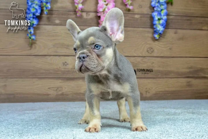 Dinah, a lilac and tan French Bulldog girl, being gently held for a side profile.