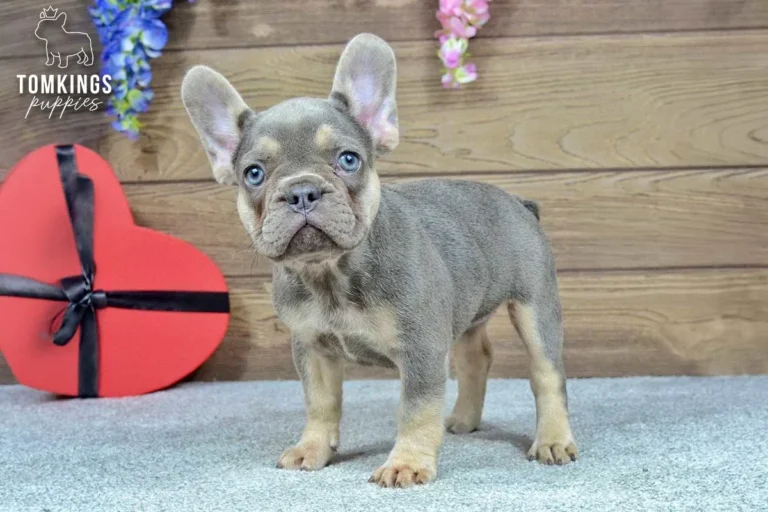 Dinah, a lilac and tan French Bulldog girl, sitting in profile indoors.