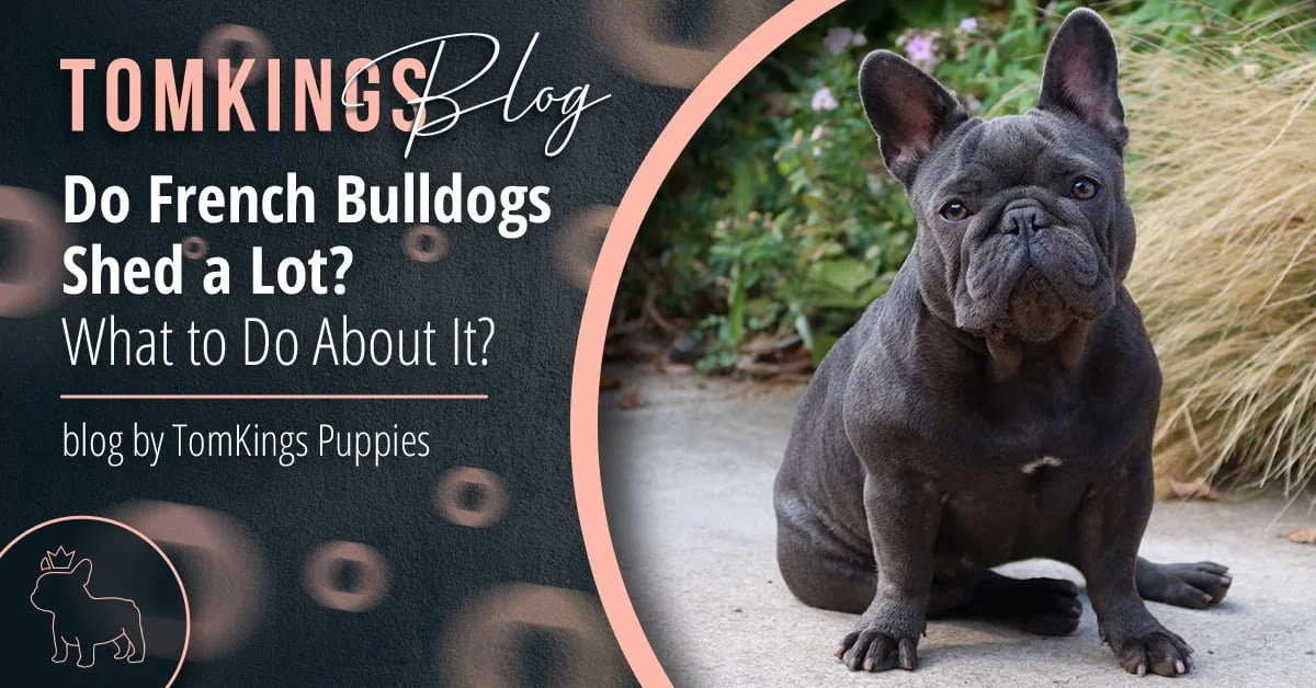 TomKings Puppies blog banner: Do French Bulldogs Shed a Lot?