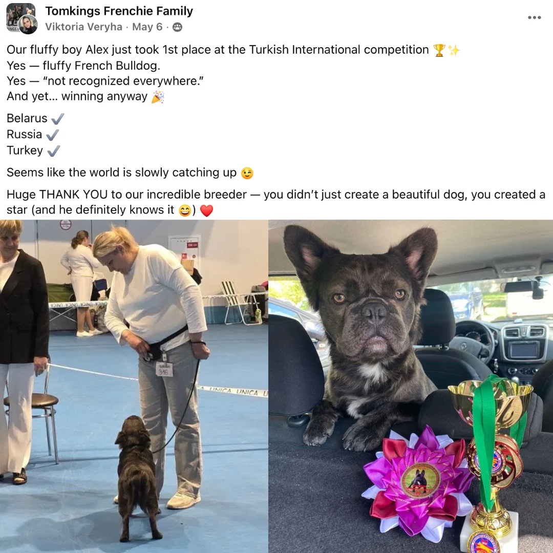 fluffy frenchie winning a dog show