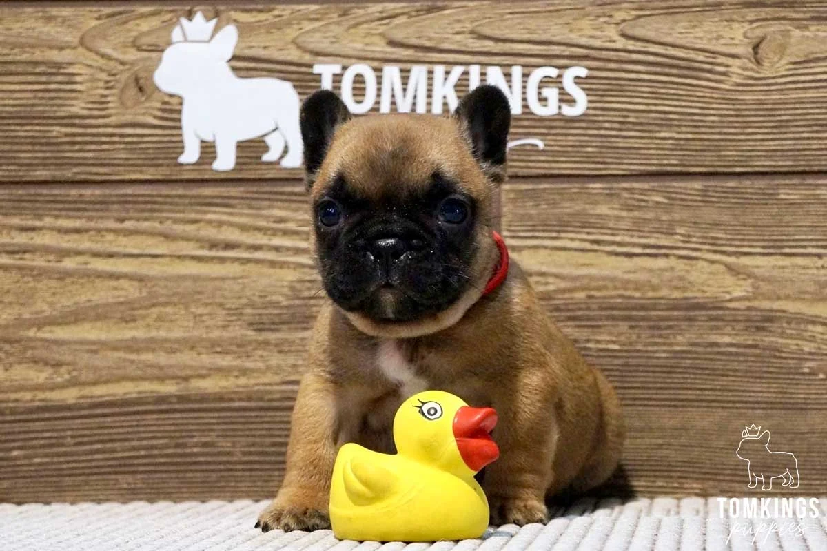 Fawn French Bulldog puppy sitting in front of a wooden TomKings backdrop with a yellow rubber duck toy