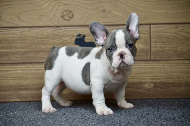 A blue pied French Bulldog puppy standing indoors with a white blaze on its face.