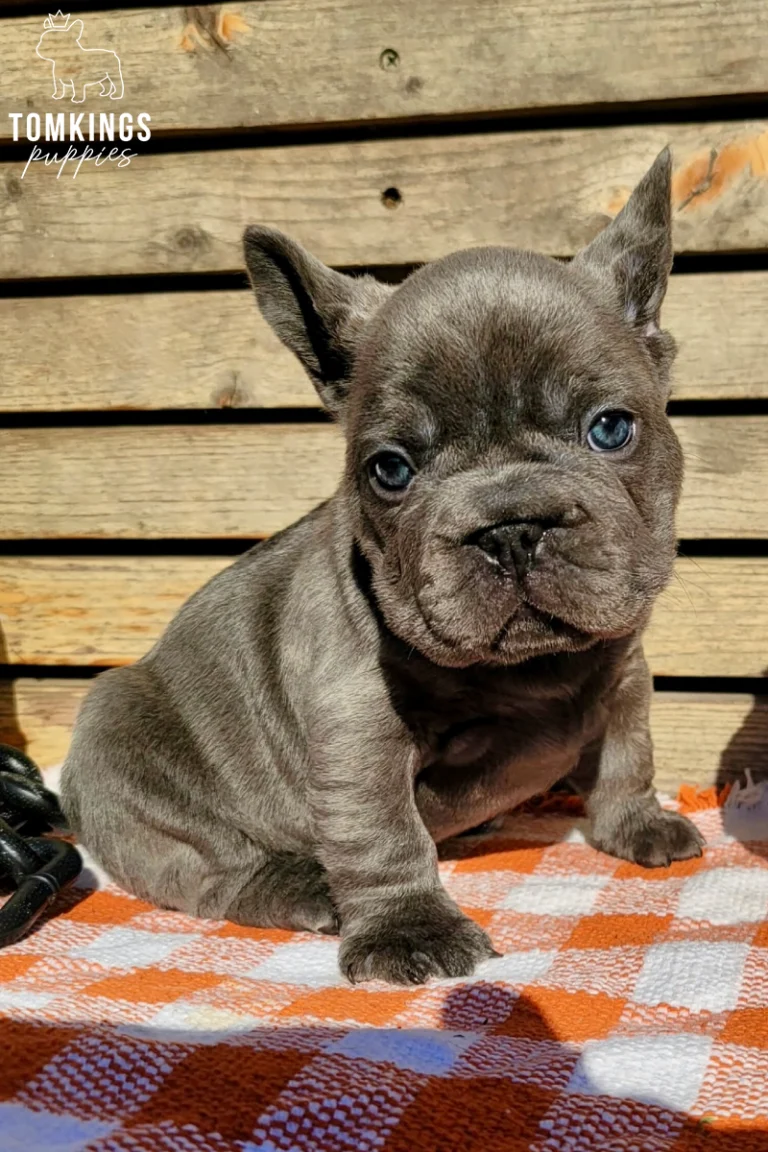 Ember, a blue brindle French Bulldog puppy with striking blue eyes, sits on an orange and white checkered blanket against a wooden fence.