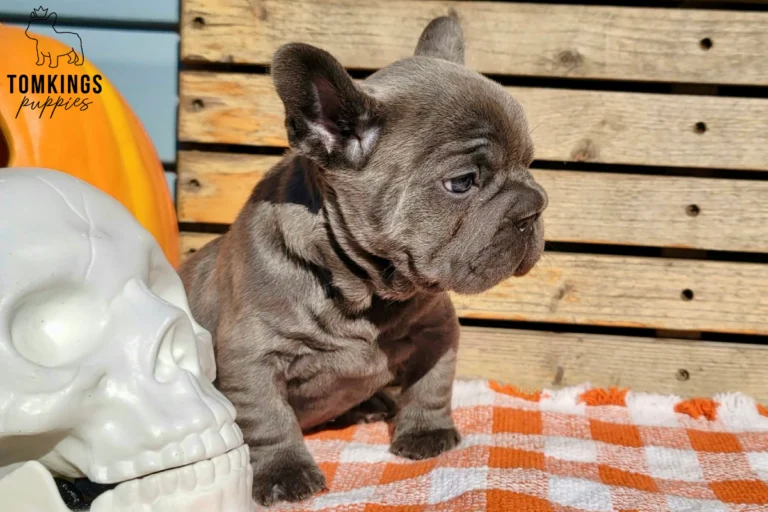 Ember, a blue brindle French Bulldog puppy, sits on an orange and white checkered blanket next to a white skull prop.