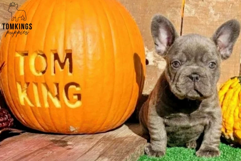 Ember, a blue brindle French Bulldog puppy, sits on green turf beside a large pumpkin carved with "TOM KING".
