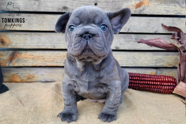 A curious blue brindle French Bulldog puppy named Ember sits, looking forward with bright blue eyes against a rustic wooden background.