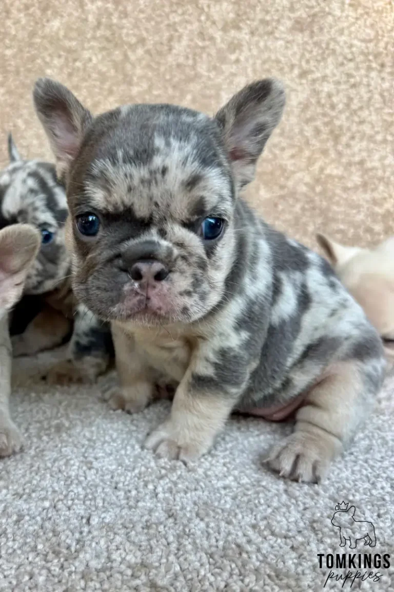 A blue merle and tan French Bulldog puppy named Enola sits on a beige carpet, looking directly at the camera with her blue eyes.