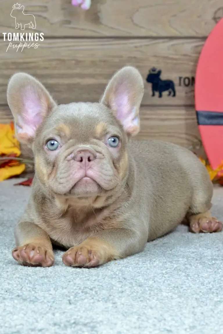 An Isabella and tan French Bulldog puppy named Enzo with striking blue eyes, lying calmly on gray carpet and looking directly forward.