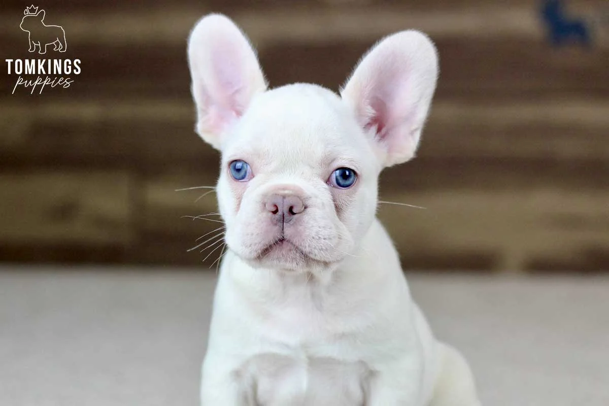 White French Bulldog puppy with blue eyes