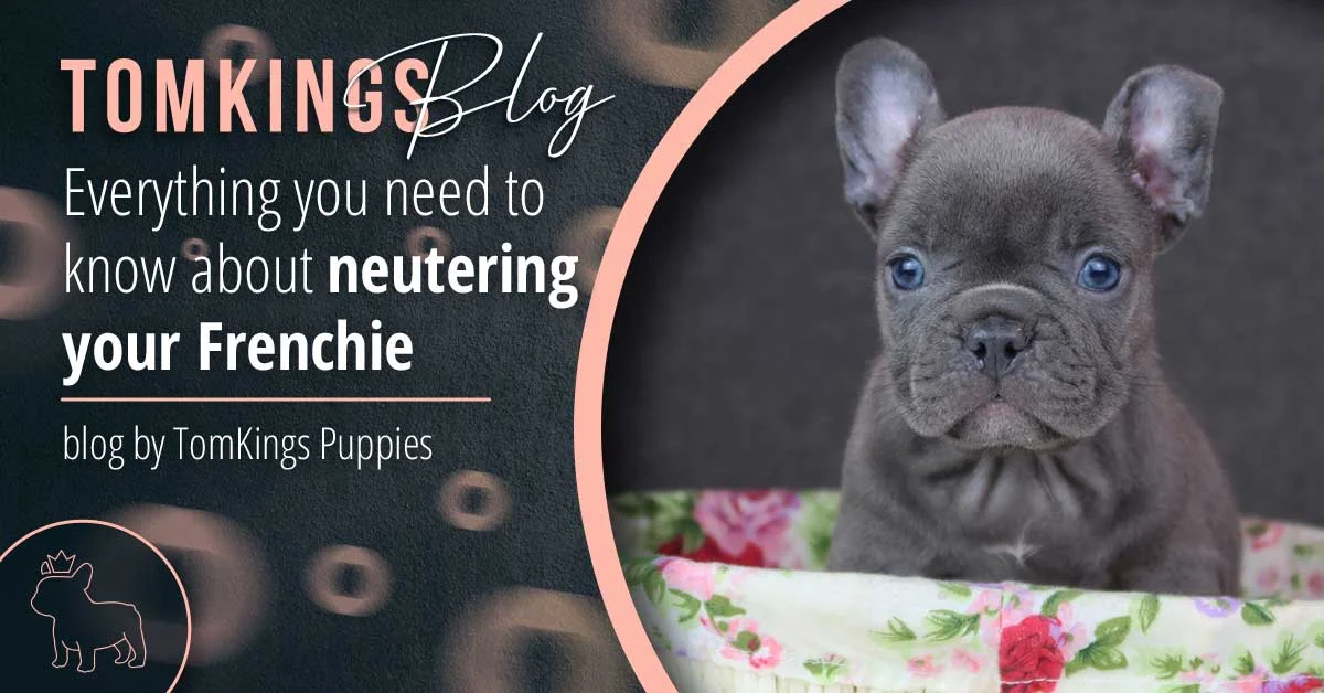 TomKings blog banner on neutering your Frenchie, with a puppy sitting in a floral basket