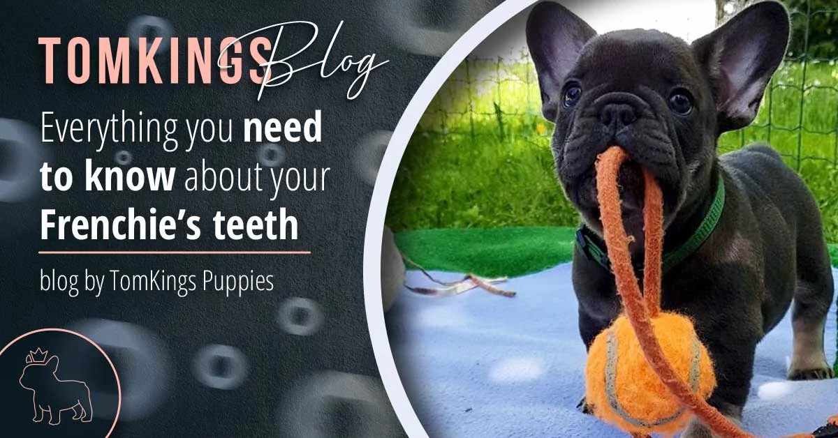 TomKings blog banner on Frenchie teeth, with a dark blue puppy holding an orange rope toy