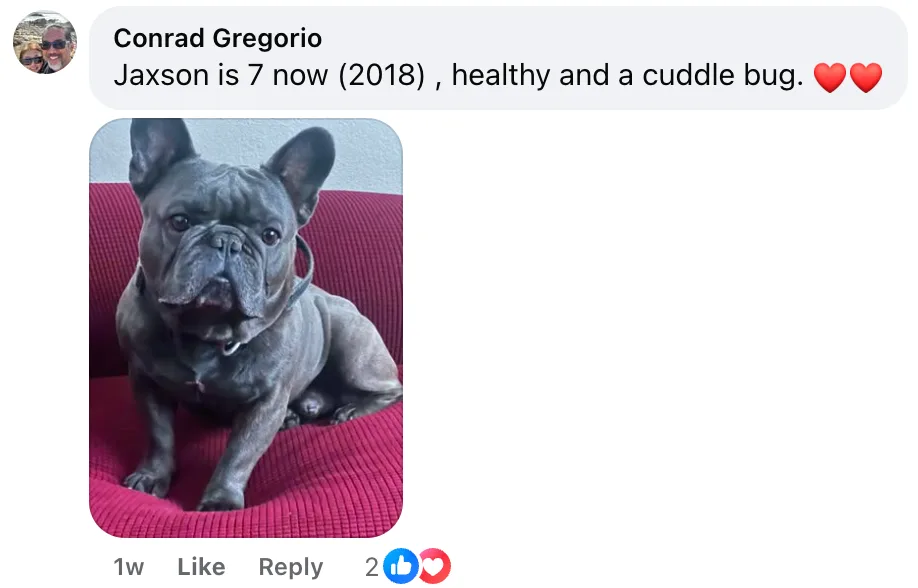 Facebook testimonial from Conrad Gregorio about his 7-year-old Frenchie Jaxson