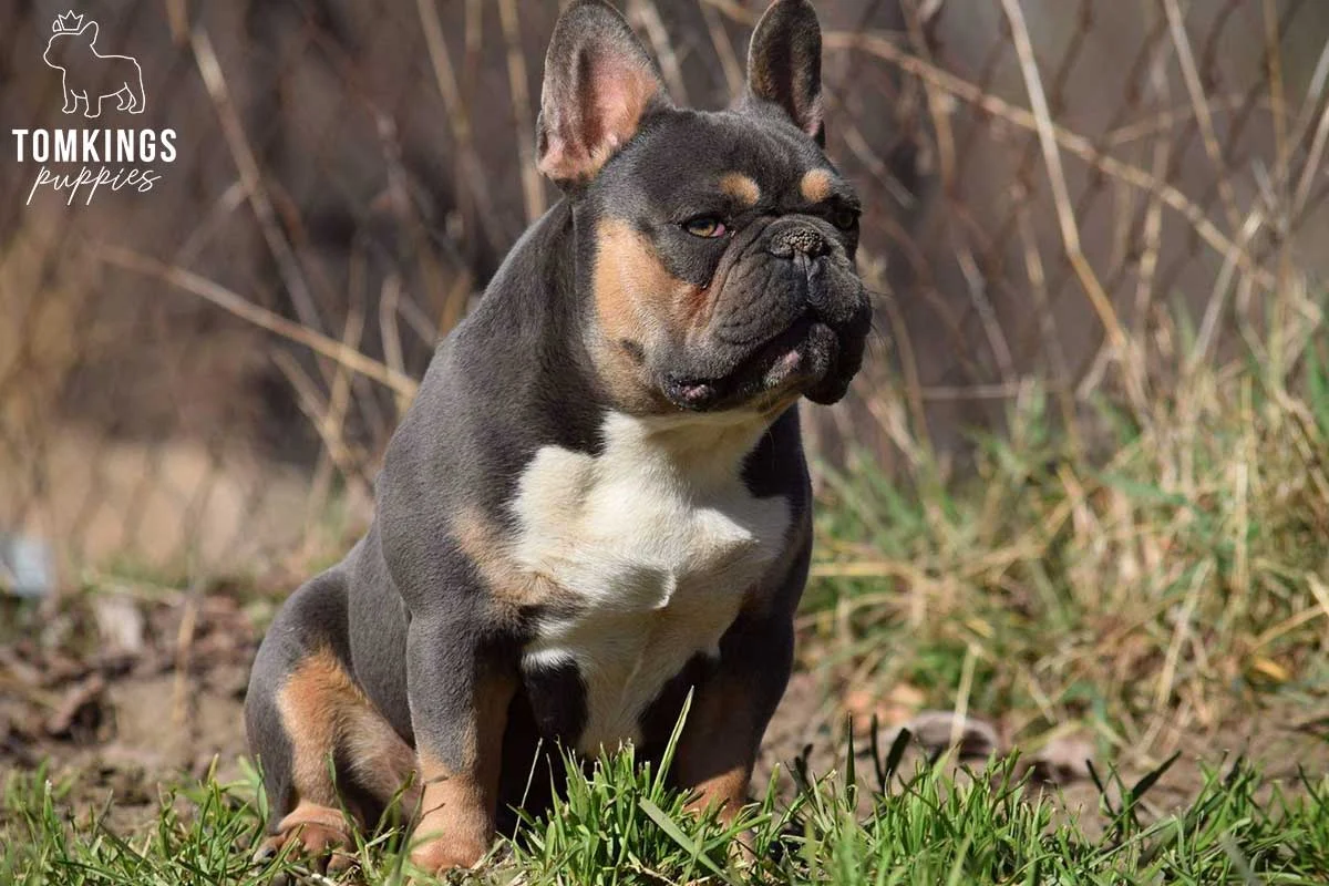 Tricolor adult French Bulldog sitting in grass near dry brush
