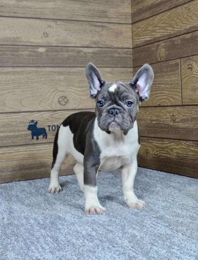 A blue pied French Bulldog puppy resting in a soft dog bed.