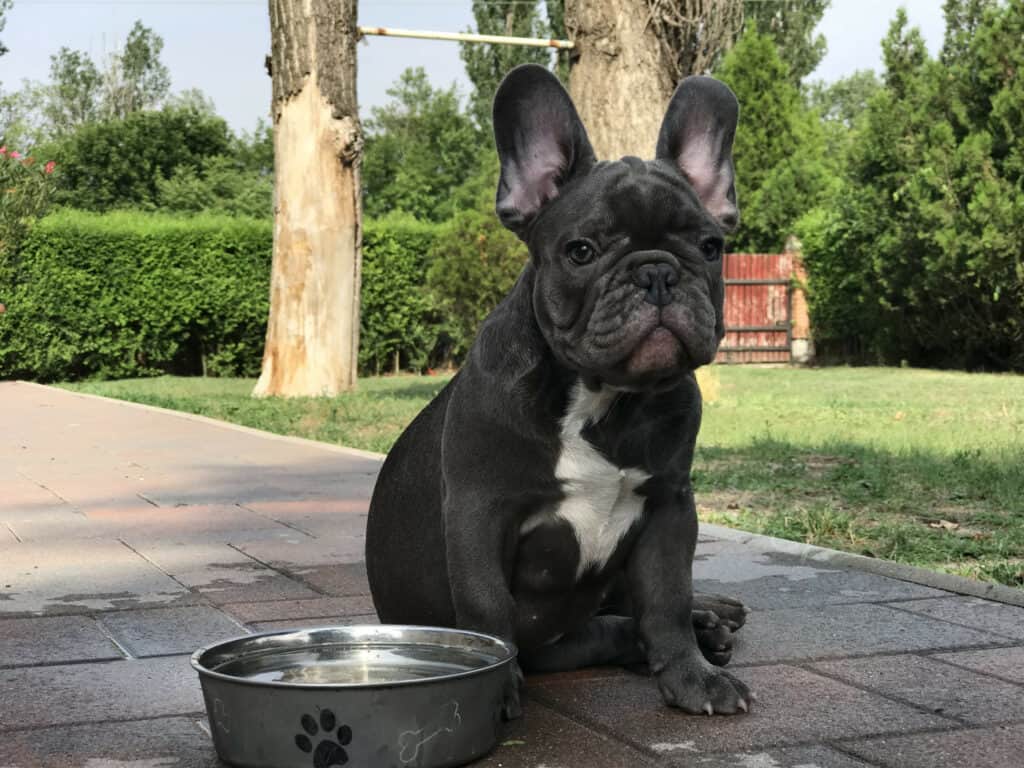 What to buy before your French Bulldog puppy arrives - TomKings Blog