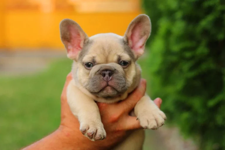 Lilac sable French Bulldog puppy being held outdoors by a man.