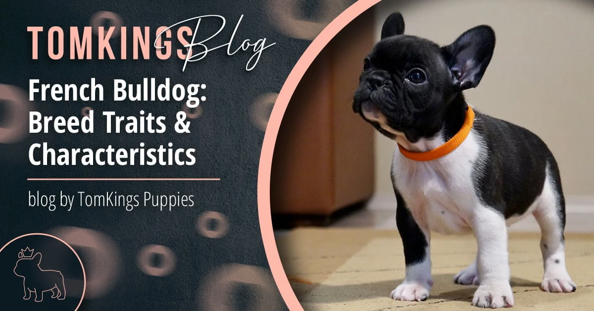 TomKings Puppies blog banner: French Bulldog Breed Traits & Characteristics
