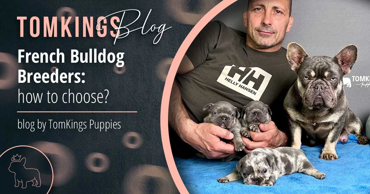 TomKings Puppies blog banner: French Bulldog Breeders, how to choose?