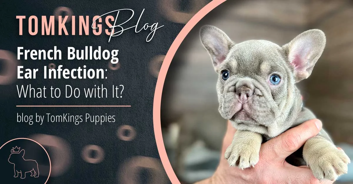 French Bulldog Ear Infection blog banner