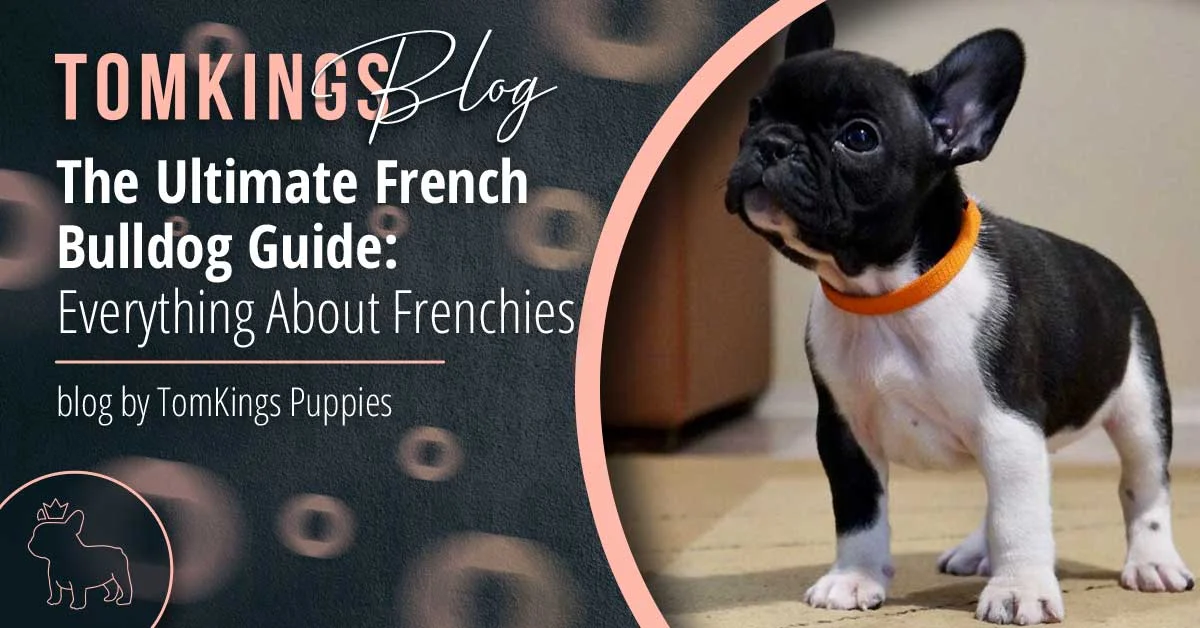 TomKings Puppies blog banner: The Ultimate French Bulldog Guide