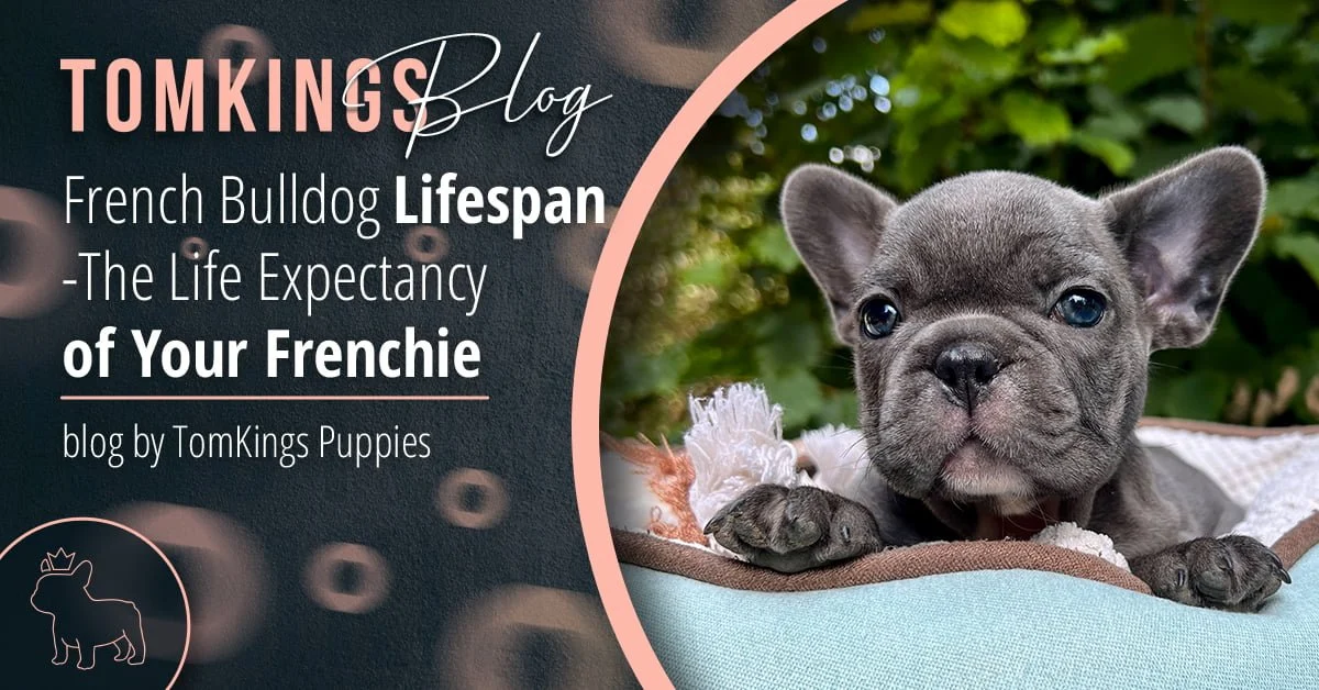 TomKings Puppies blog banner for French Bulldog Lifespan article featuring a blue puppy