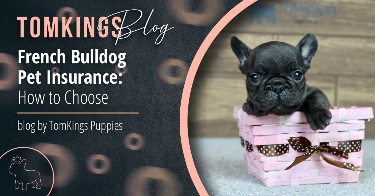 TomKings blog banner about French Bulldog pet insurance